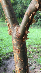 Copper-stem corkwood (Commiphora harveyi)