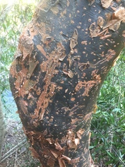 Copper-stem corkwood (Commiphora harveyi)