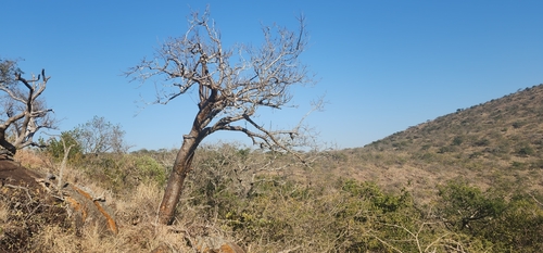 Copper-stem corkwood (Commiphora harveyi)