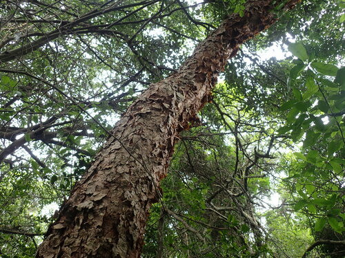 Copper-stem corkwood (Commiphora harveyi)
