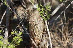 Commiphora humbertii (Commiphora humbertii)