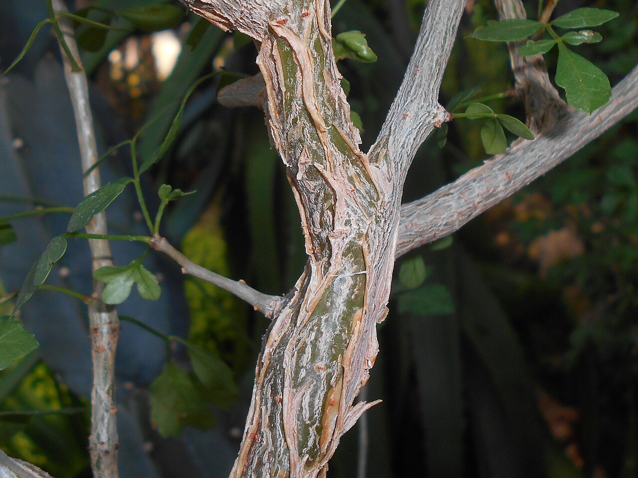 Abyssinian myrrh: Commiphora abyssinica , Ogród Botaniczny Uniwersytetu Jagiellońskiego w Krakowie.