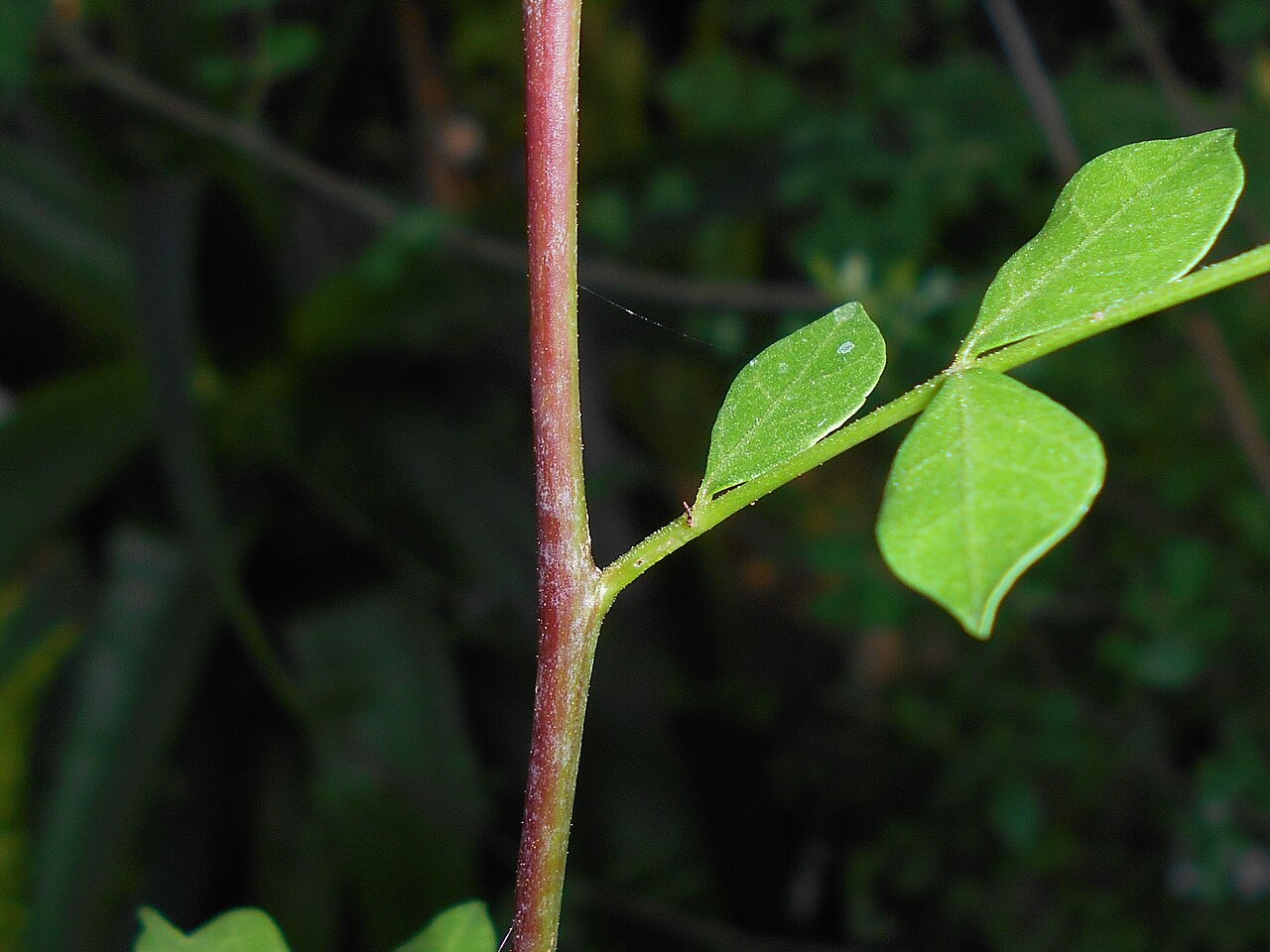 Abyssinian myrrh: Commiphora abyssinica , Ogród Botaniczny Uniwersytetu Jagiellońskiego w Krakowie.