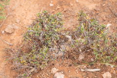 Abyssinian myrrh (Commiphora kua)