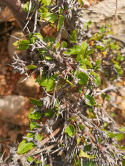 Abyssinian myrrh (Commiphora kua)