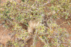 Abyssinian myrrh (Commiphora kua)
