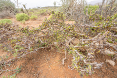 Abyssinian myrrh (Commiphora kua)
