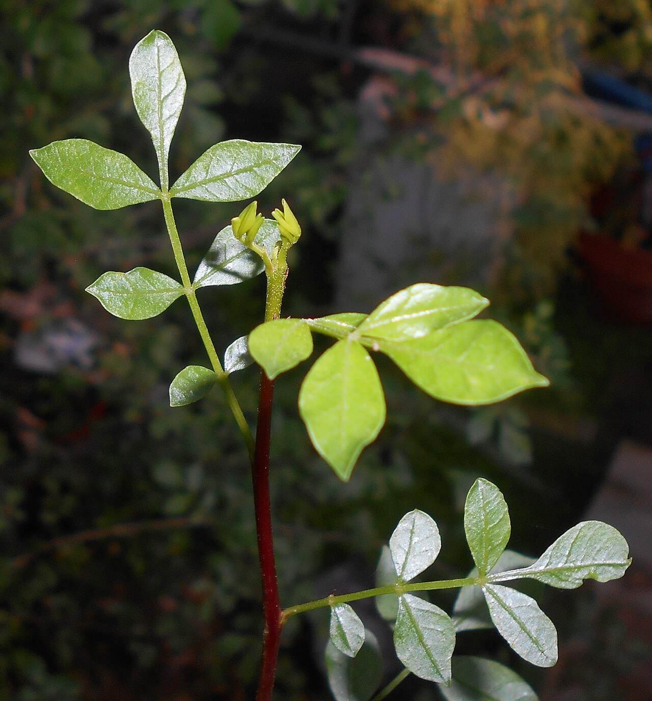 Abyssinian myrrh: Commiphora abyssinica , Ogród Botaniczny Uniwersytetu Jagiellońskiego w Krakowie.