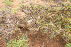 Abyssinian myrrh (Commiphora kua)