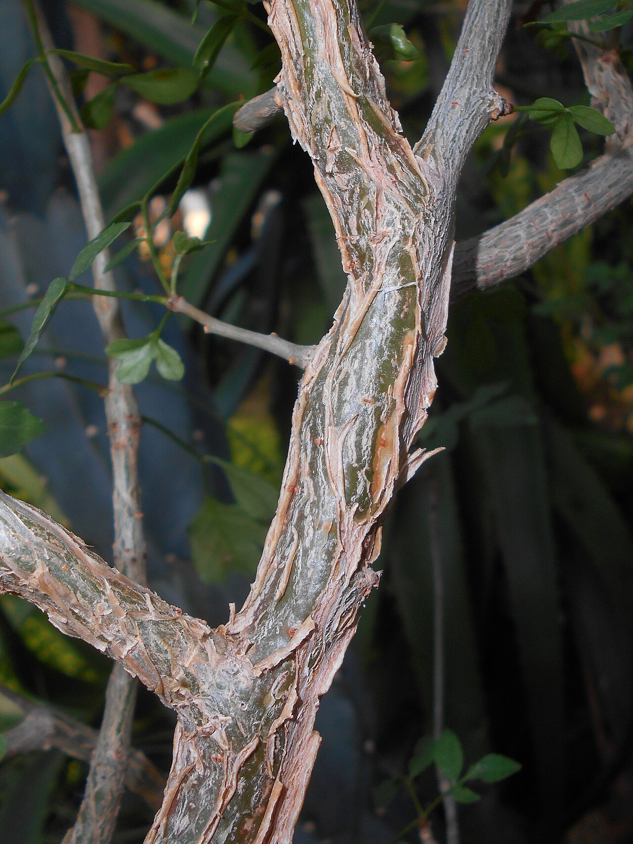 Abyssinian myrrh: Commiphora abyssinica , Ogród Botaniczny Uniwersytetu Jagiellońskiego w Krakowie.