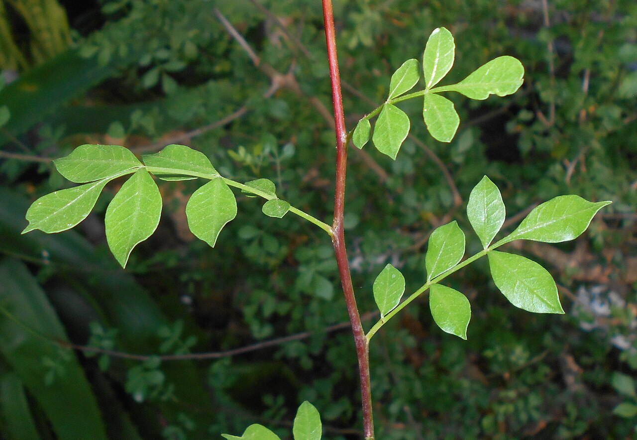 Abyssinian myrrh: Commiphora abyssinica , Ogród Botaniczny Uniwersytetu Jagiellońskiego w Krakowie.