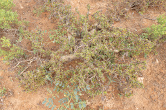 Abyssinian myrrh (Commiphora kua)