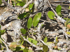 Commiphora lamii (Commiphora lamii)