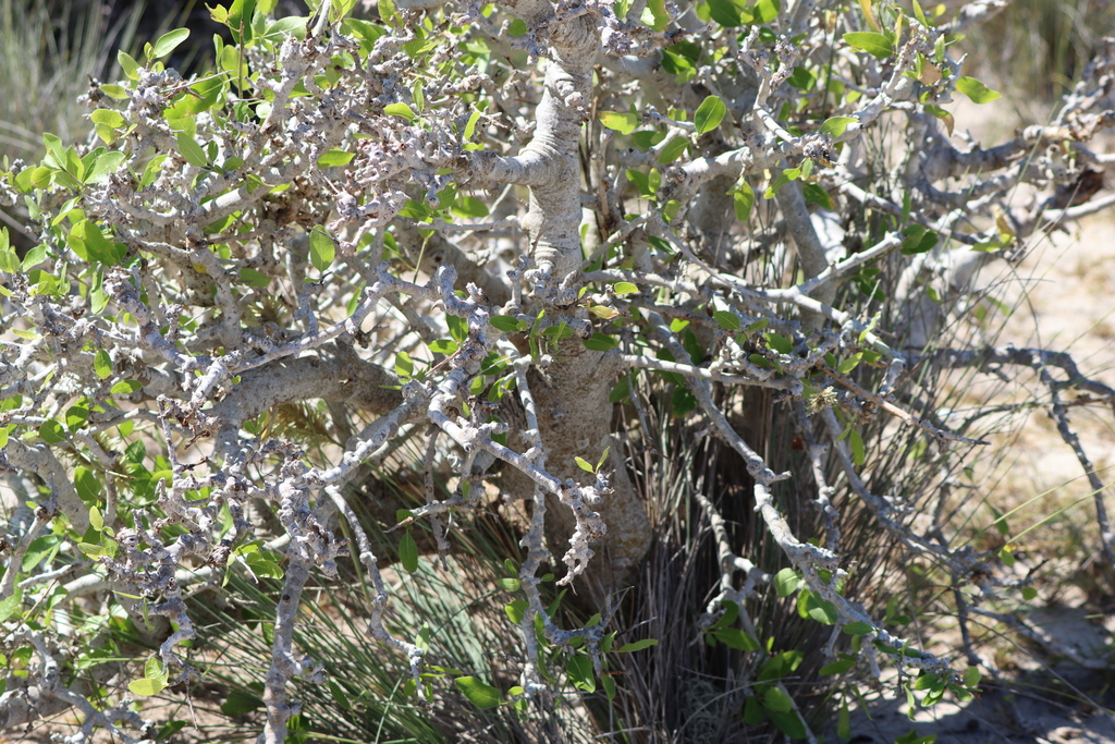 Commiphora lamii (Commiphora lamii)