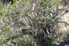 Commiphora lamii (Commiphora lamii)
