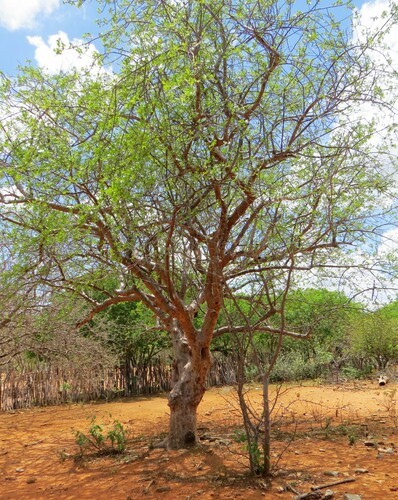 Commiphora leptophloeos (Commiphora leptophloeos)