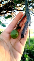 Commiphora leptophloeos (Commiphora leptophloeos)