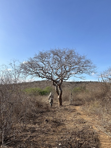 Commiphora leptophloeos (Commiphora leptophloeos)