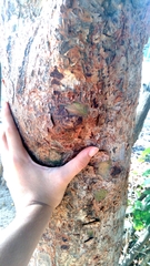Commiphora leptophloeos (Commiphora leptophloeos)