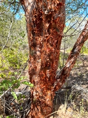 Commiphora leptophloeos (Commiphora leptophloeos)