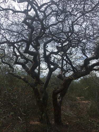 Commiphora leptophloeos (Commiphora leptophloeos)