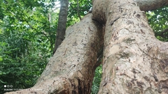 Commiphora leptophloeos (Commiphora leptophloeos)