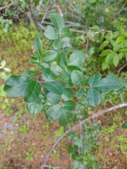 Commiphora leptophloeos (Commiphora leptophloeos)