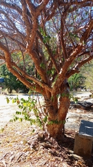Commiphora leptophloeos (Commiphora leptophloeos)