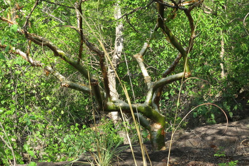 Commiphora leptophloeos (Commiphora leptophloeos)