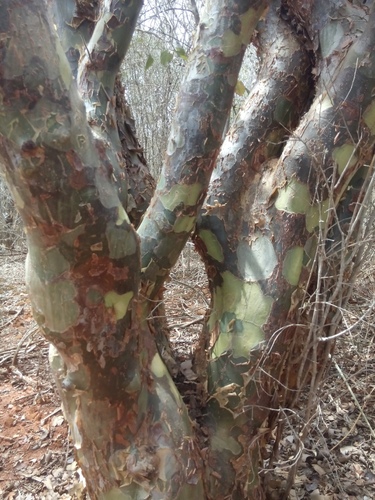 Commiphora leptophloeos (Commiphora leptophloeos)