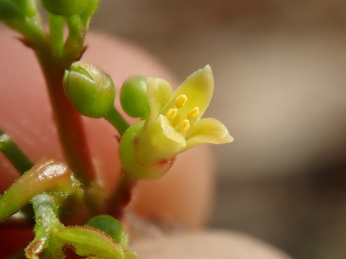 Commiphora leptophloeos (Commiphora leptophloeos)