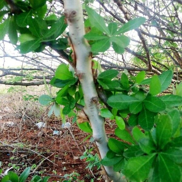 Madagascar corkwood (Commiphora madagascariensis)