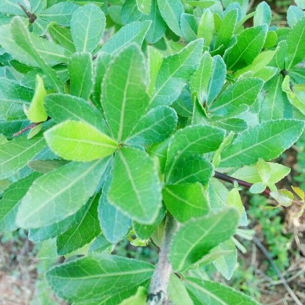 Madagascar corkwood (Commiphora madagascariensis)