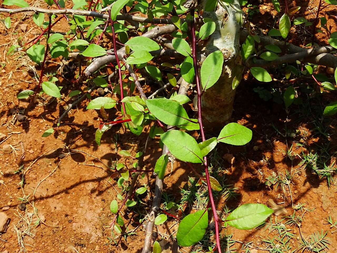 Madagascar corkwood: Commiphora madagascariensis seen in Amruth Herbal Gardens (Transdisciplinary University) Bangalore