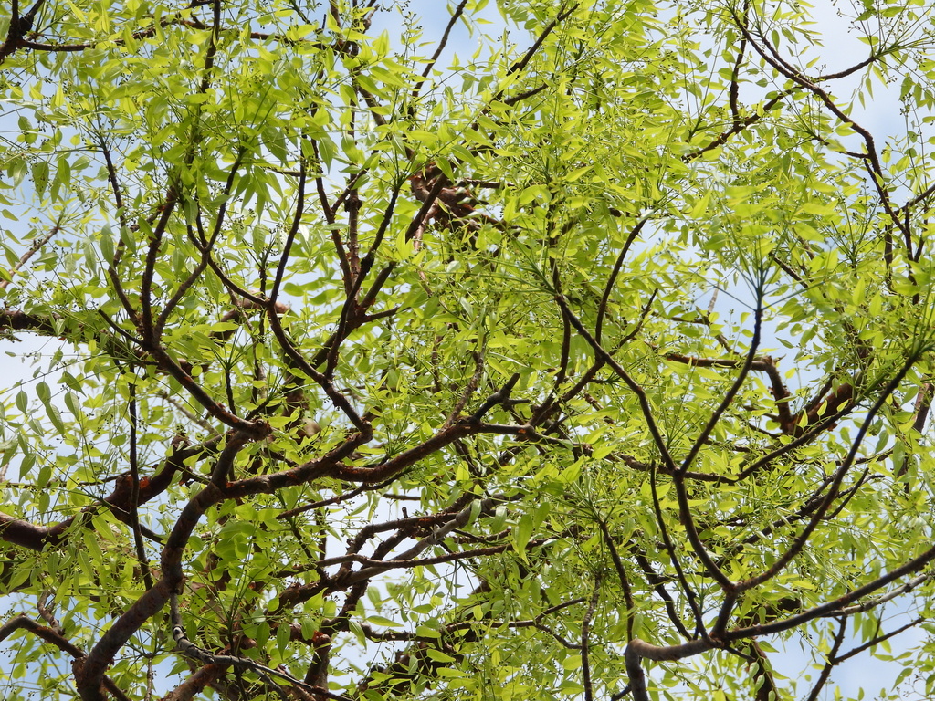 Madagascar corkwood (Commiphora madagascariensis)