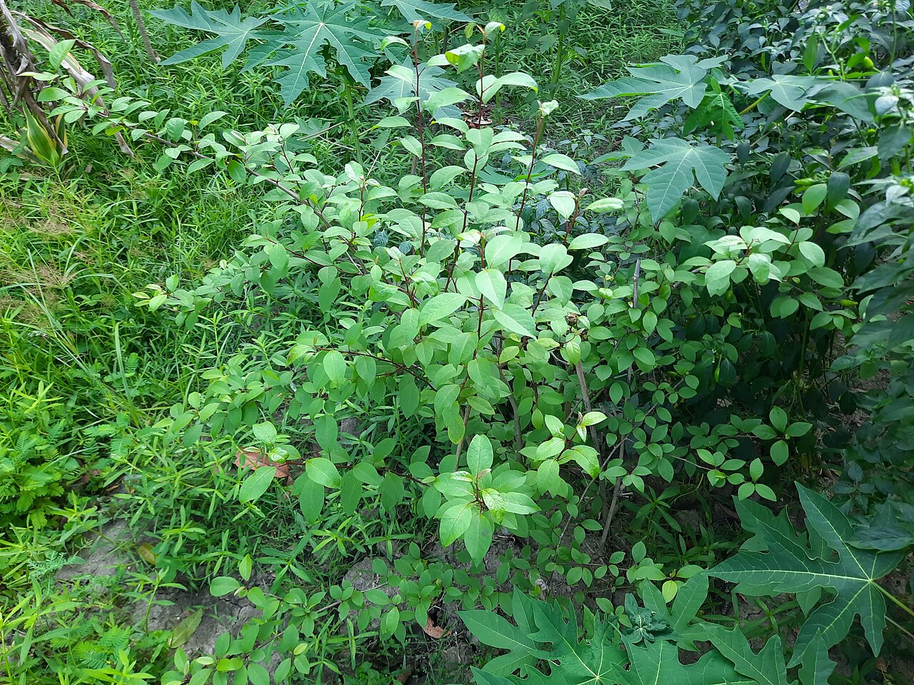 Madagascar corkwood: Commiphora madagascariensis