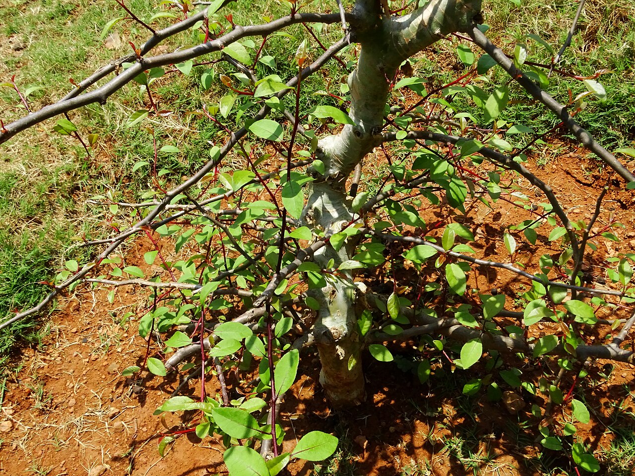 Madagascar corkwood: Commiphora madagascariensis seen in Amruth Herbal Gardens (Transdisciplinary University) Bangalore