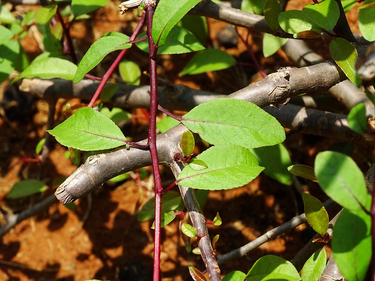 Madagascar corkwood: Commiphora madagascariensis seen in Amruth Herbal Gardens (Transdisciplinary University) Bangalore