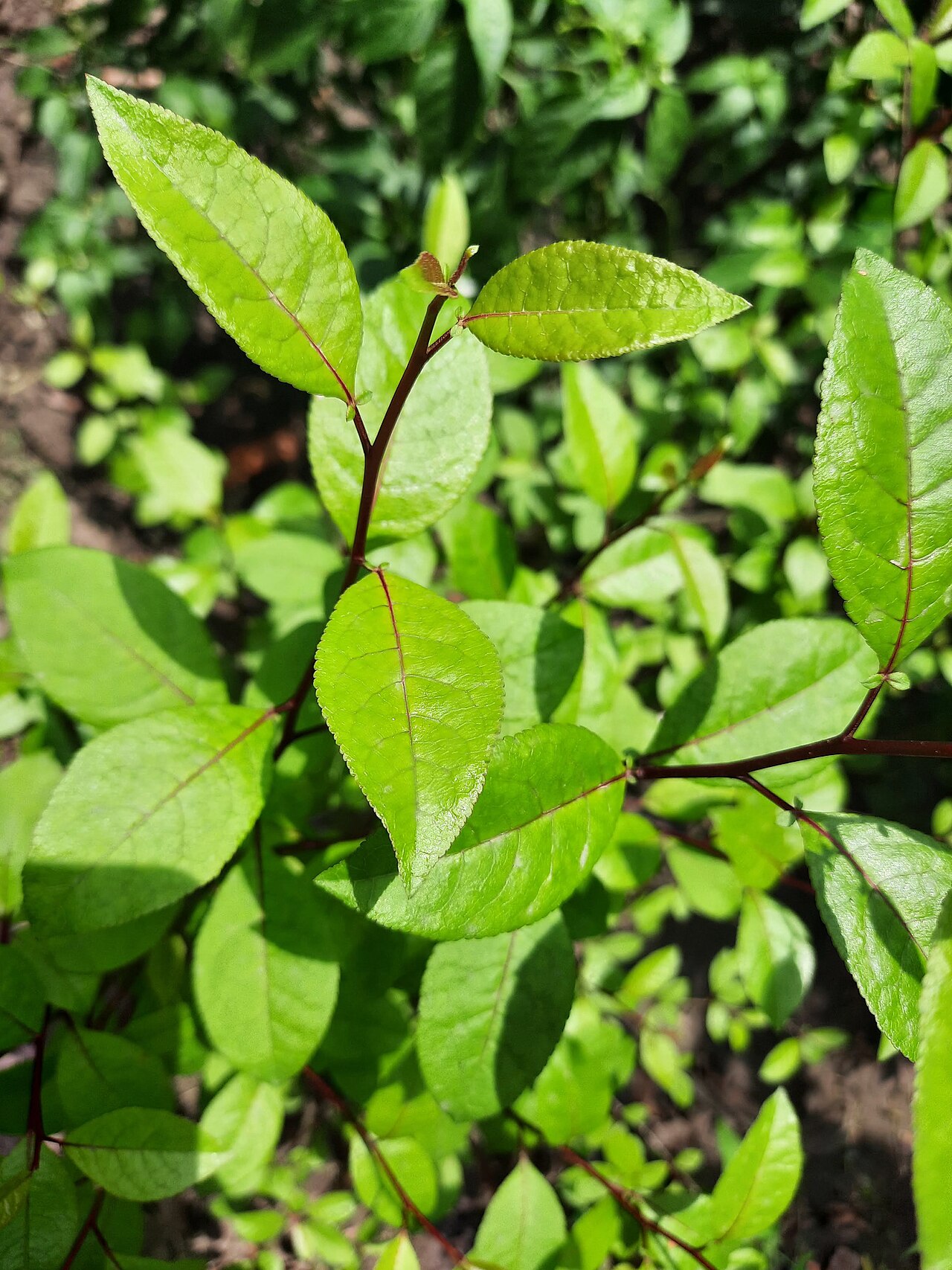 Madagascar corkwood: A shrub named Commiphora wightii. Critically Endangered.