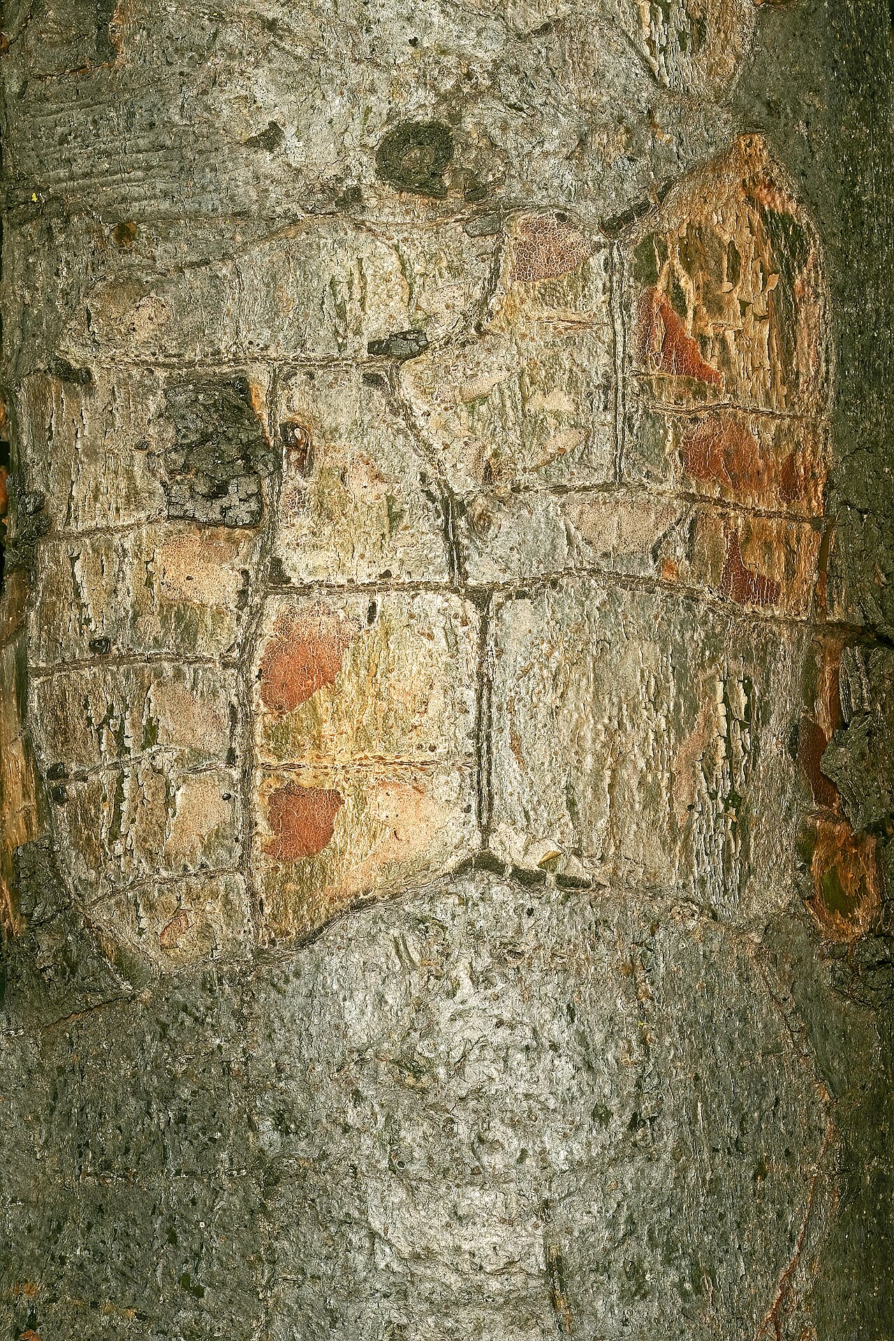 Commiphora mollis: Commiphora mollis , bark; Pretoria National Botanical Garden, Pretoria, Gauteng, South Africa