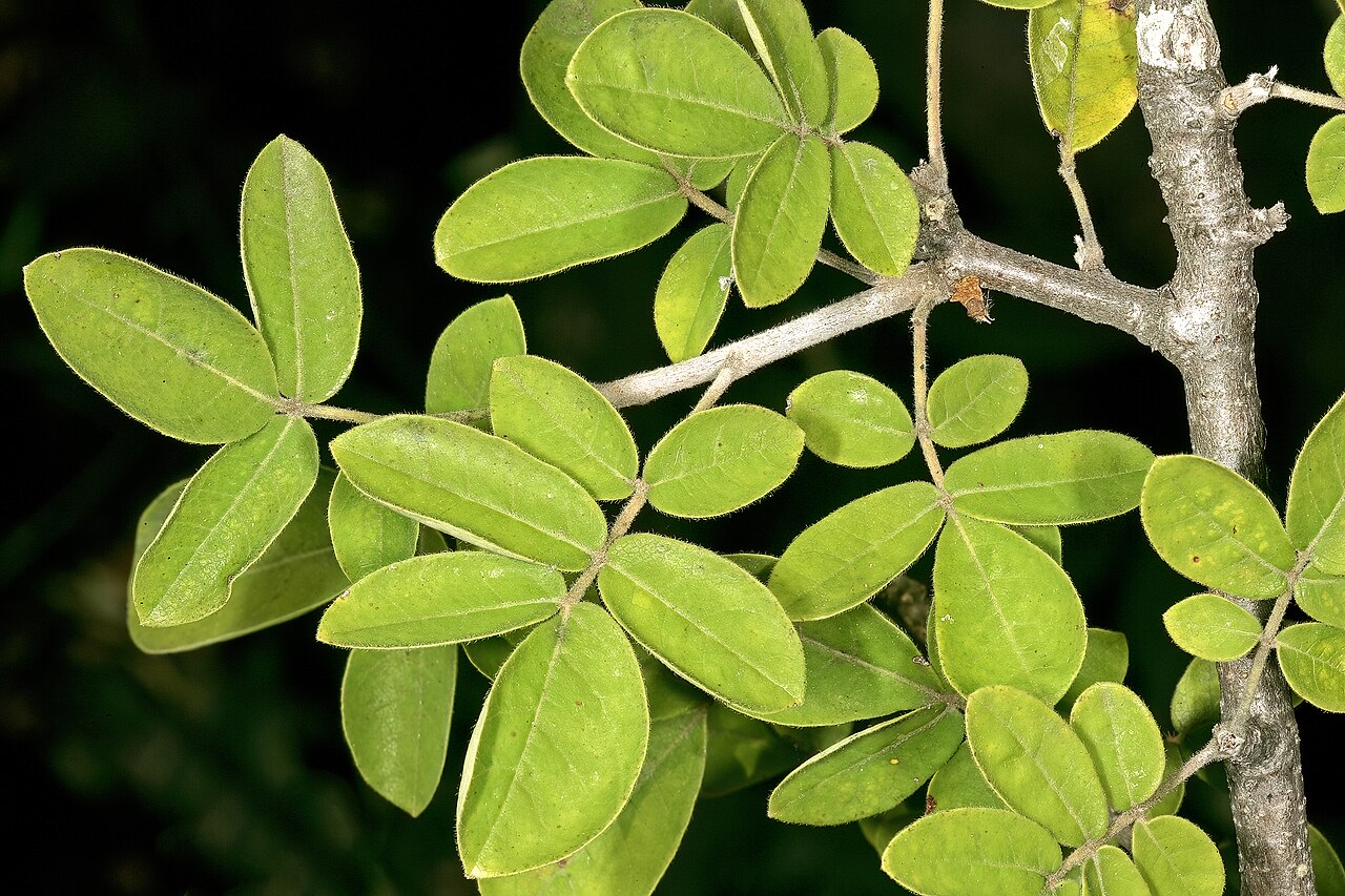 Commiphora mollis: Commiphora mollis , foliage; Pretoria National Botanical Garden, Pretoria, Gauteng, South Africa