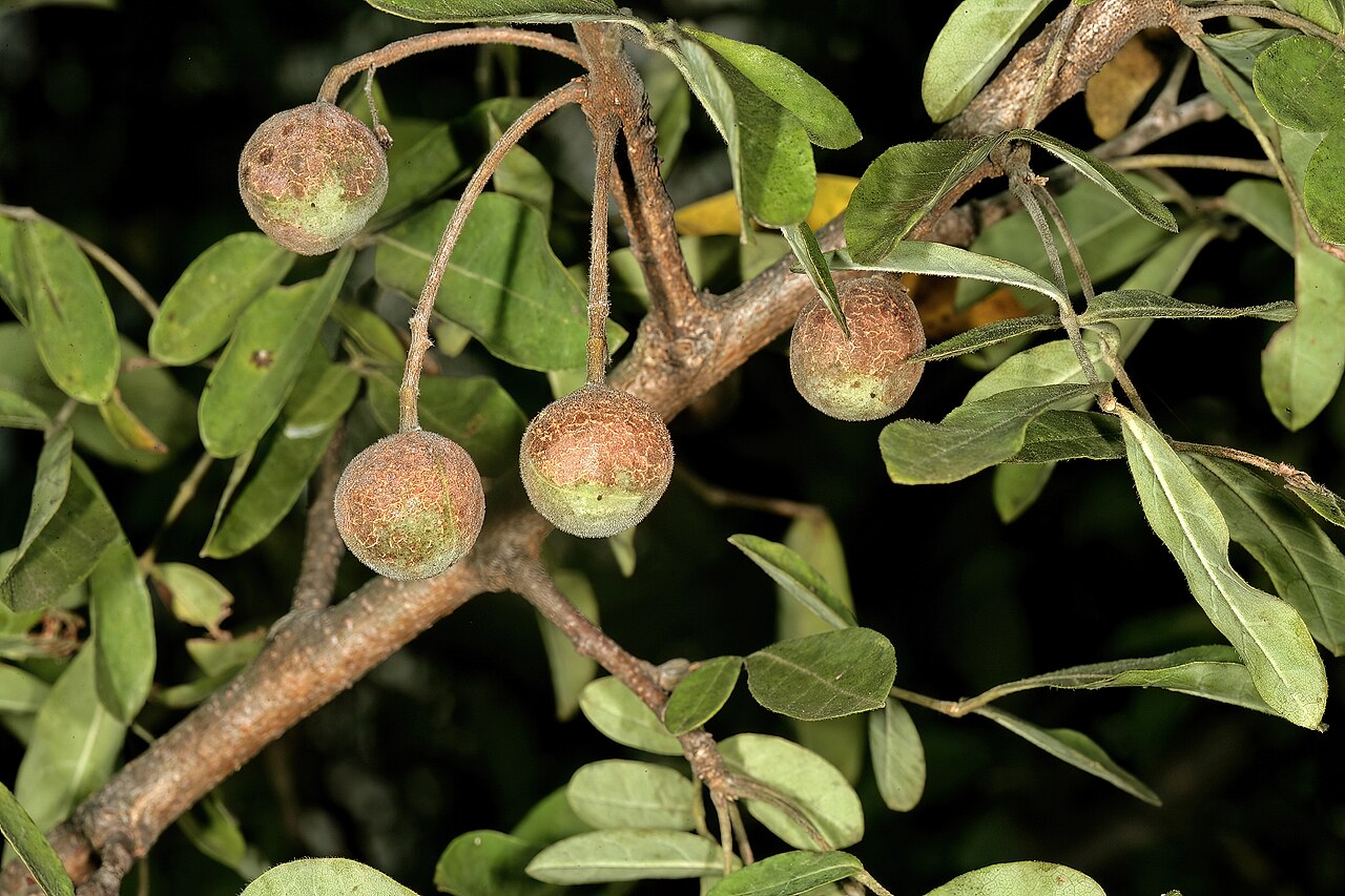 Commiphora mollis: Commiphora mollis , developing fruit; Crocodile River Gorge, Between Nelspruit and Malalane, Mpumalanga, South Africa