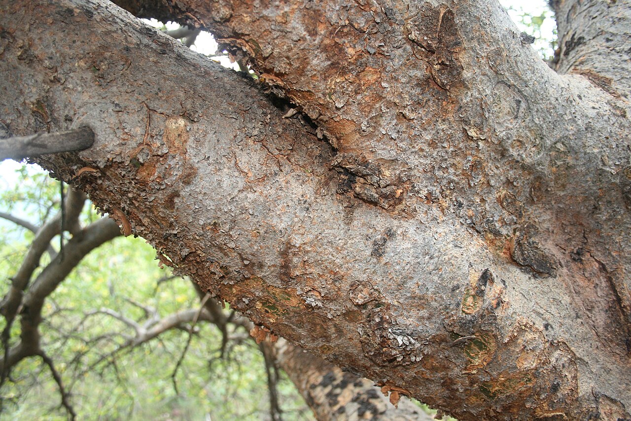Commiphora mollis: Bark of Commiphora mollis at Skrikfontein, Mogalakwena LM, Limpopo