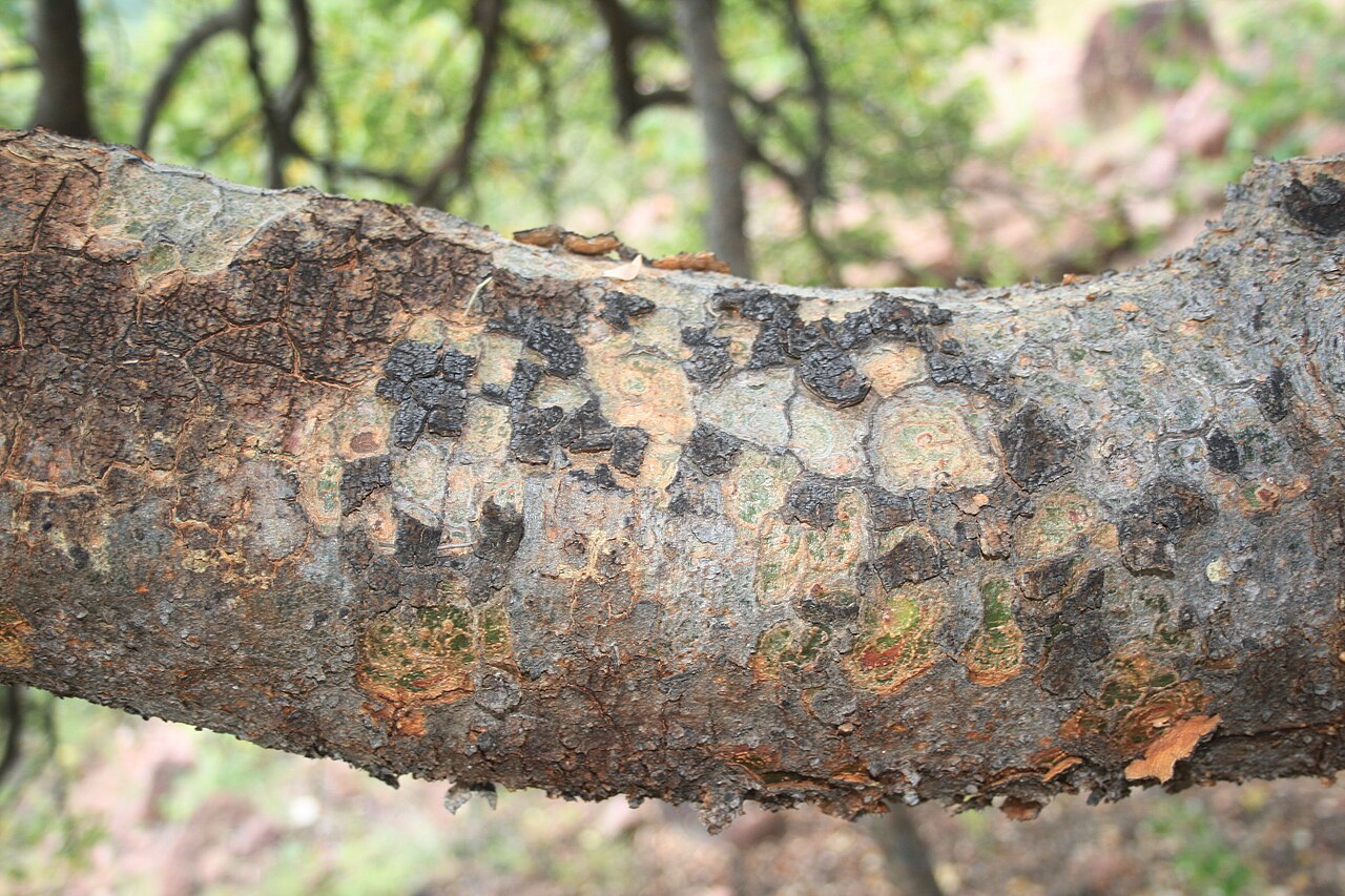 Commiphora mollis: Bark of Commiphora mollis at Skrikfontein, Mogalakwena LM, Limpopo