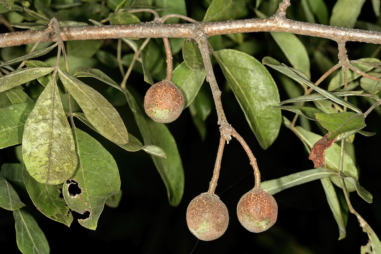 Commiphora mollis: Commiphora mollis , developing fruit; Crocodile River Gorge, Between Nelspruit and Malalane, Mpumalanga, South Africa