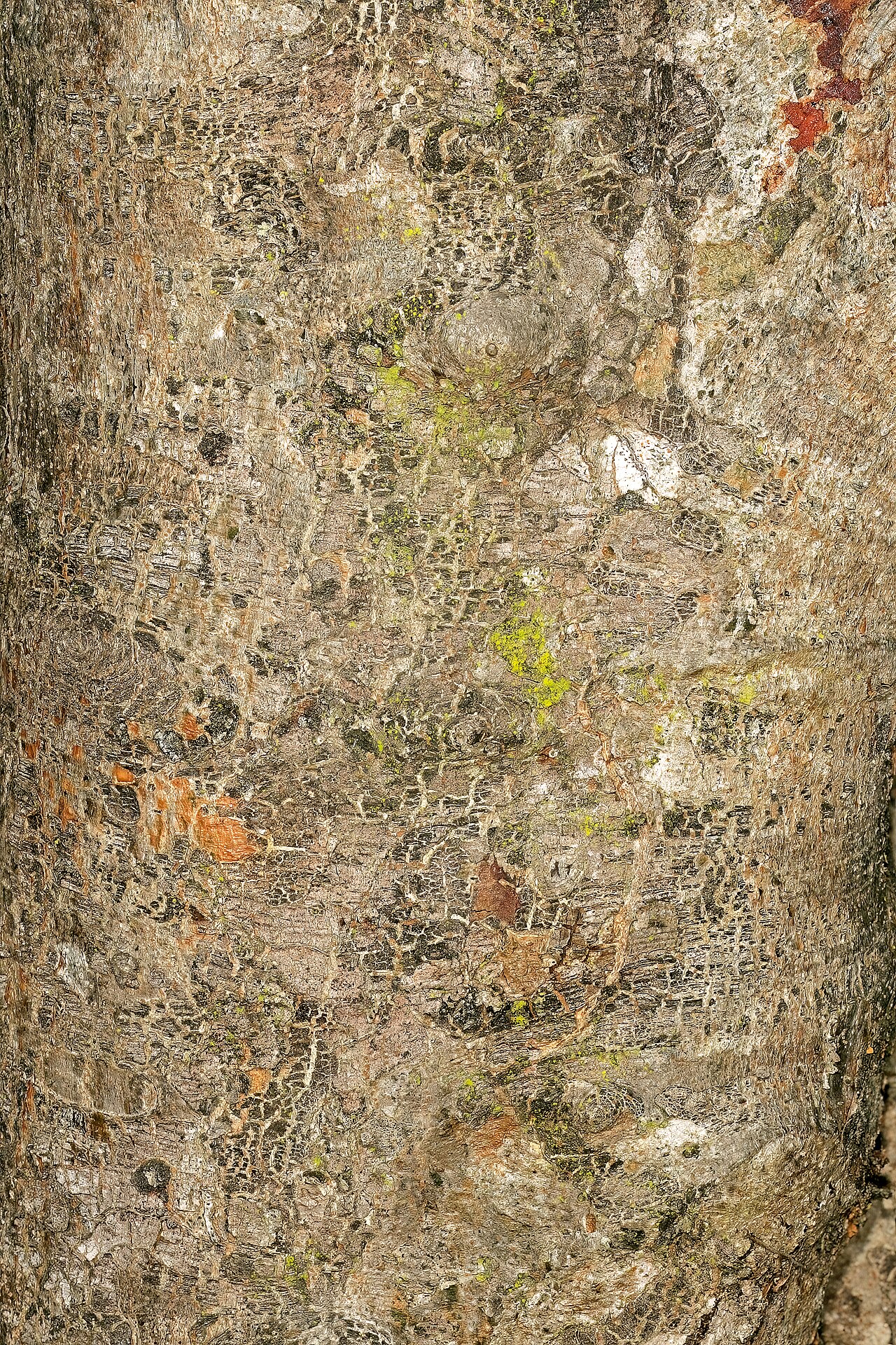 Commiphora mollis: Commiphora mollis , bark; Crocodile River Gorge, Between Nelspruit and Malalane, Mpumalanga, South Africa