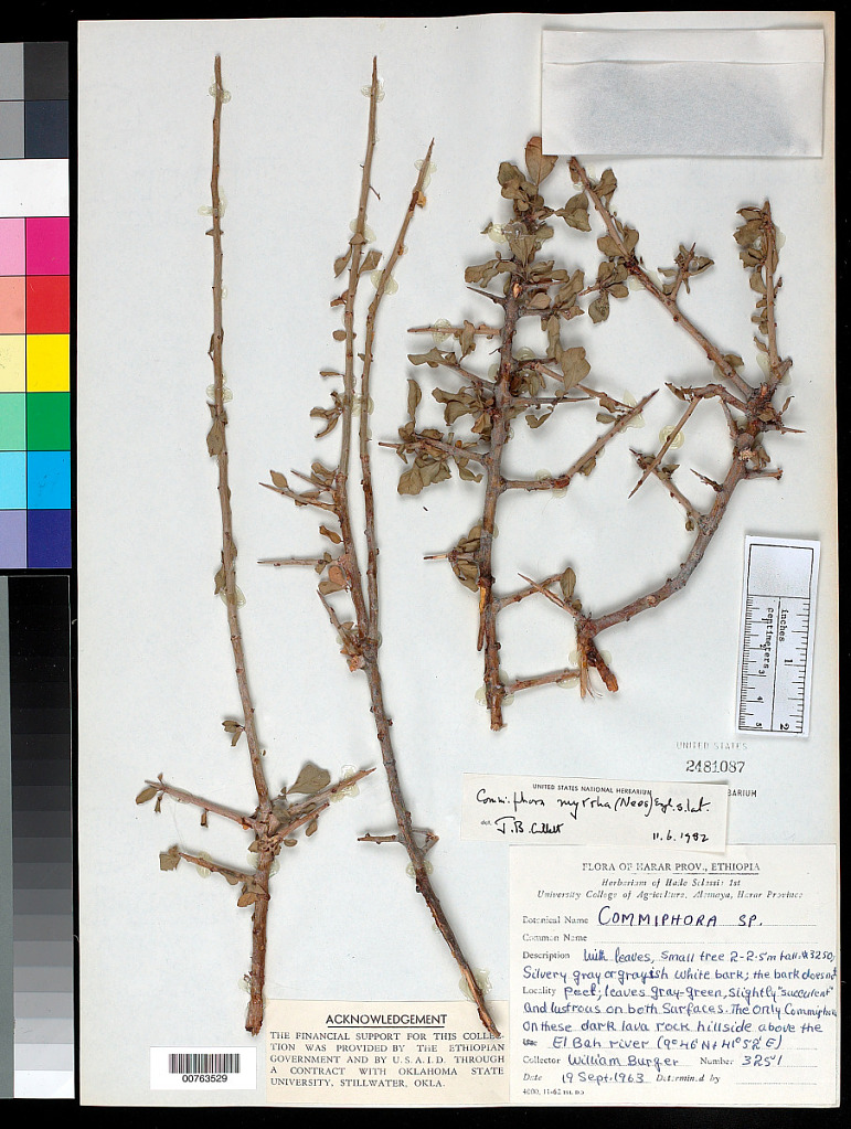 Commiphora myrrha: Commiphora myrrha specimen from the Smithsonian National Museum of Natural History. Its spiny branches and small leaves can be observed in this specimen.