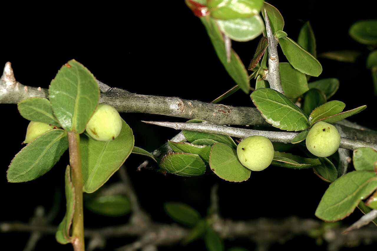 Tall firethorn corkwood: Commiphora pyracanthoides , developing fruit and thorns; Little Mokolodi, Limpopo River Valley, Central District, Botswana