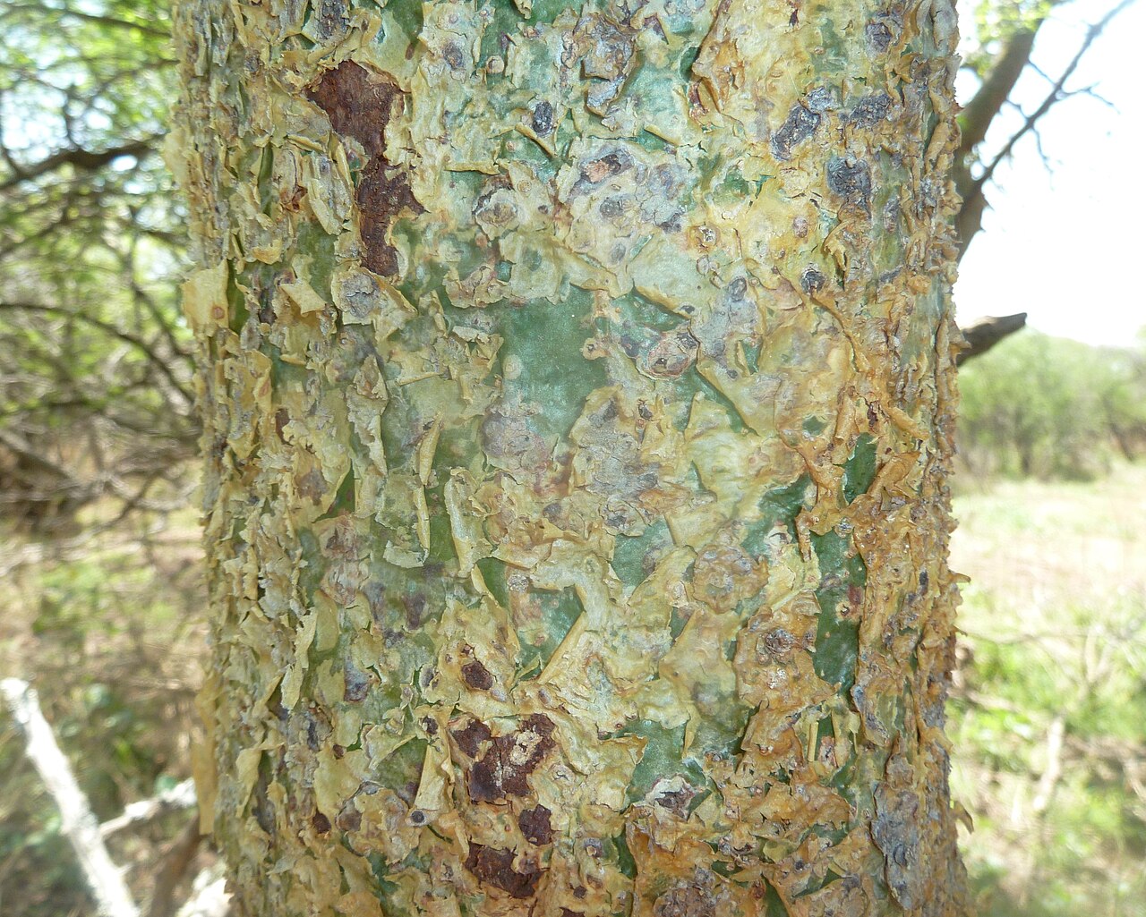 Commiphora schimperi: Bark of the glossy-leaved corkwood, at Kililene game farm near Nylstroom, South Africa