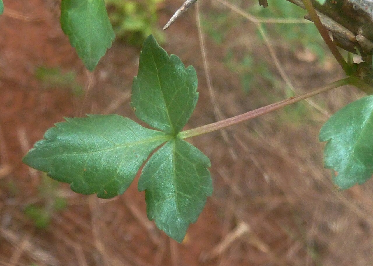 Commiphora schimperi: Leaf of the glossy-leaved corkwood, at Kililene game farm near Nylstroom, South Africa
